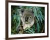 Koala Eating, Rockhampton, Queensland, Australia-Cindy Miller Hopkins-Framed Photographic Print