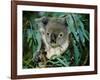 Koala Eating, Rockhampton, Queensland, Australia-Cindy Miller Hopkins-Framed Photographic Print