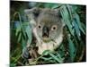 Koala Eating, Rockhampton, Queensland, Australia-Cindy Miller Hopkins-Mounted Photographic Print