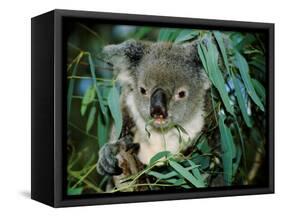 Koala Eating, Rockhampton, Queensland, Australia-Cindy Miller Hopkins-Framed Stretched Canvas