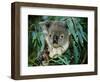 Koala Eating, Rockhampton, Queensland, Australia-Cindy Miller Hopkins-Framed Photographic Print