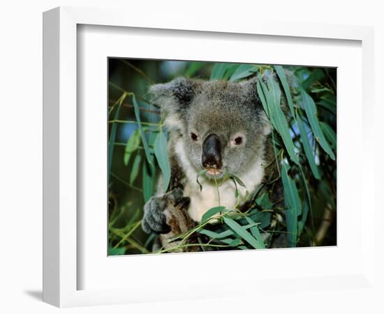 Koala Eating, Rockhampton, Queensland, Australia-Cindy Miller Hopkins-Framed Photographic Print