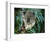 Koala Eating, Rockhampton, Queensland, Australia-Cindy Miller Hopkins-Framed Photographic Print