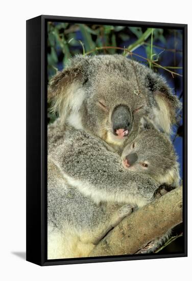 Koala Female and Young in Tree-null-Framed Stretched Canvas