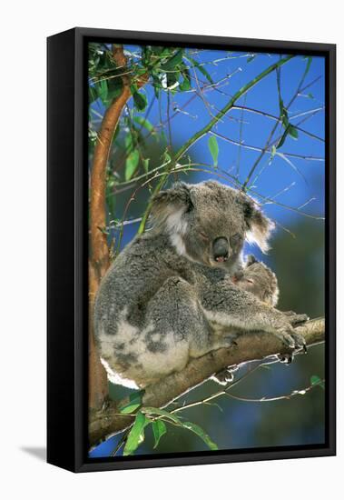 Koala Female and Young in Tree-null-Framed Stretched Canvas