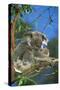 Koala Female and Young in Tree-null-Stretched Canvas