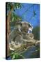 Koala Female and Young in Tree-null-Stretched Canvas