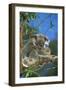 Koala Female and Young in Tree-null-Framed Photographic Print