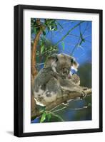 Koala Female and Young in Tree-null-Framed Photographic Print