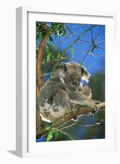 Koala Female and Young in Tree-null-Framed Photographic Print