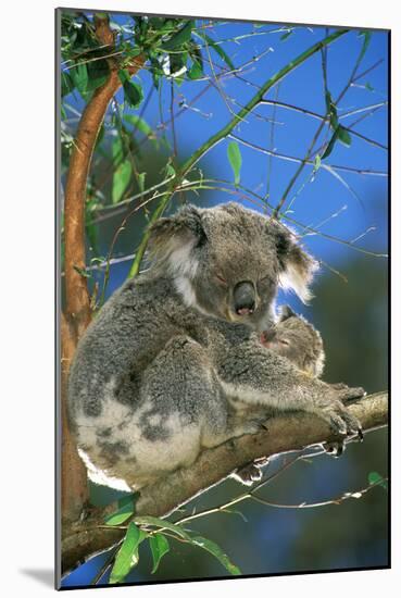 Koala Female and Young in Tree-null-Mounted Photographic Print