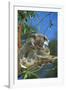 Koala Female and Young in Tree-null-Framed Photographic Print