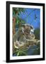 Koala Female and Young in Tree-null-Framed Photographic Print