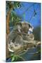 Koala Female and Young in Tree-null-Mounted Photographic Print