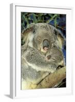 Koala Female and Young in Tree-null-Framed Photographic Print