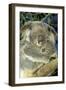 Koala Female and Young in Tree-null-Framed Photographic Print