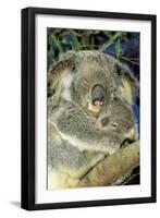 Koala Female and Young in Tree-null-Framed Photographic Print