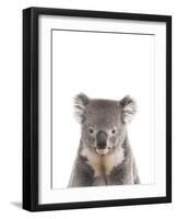 Koala Friend-Marco Simoni-Framed Giclee Print