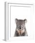 Koala Friend-Marco Simoni-Framed Giclee Print