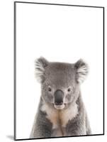 Koala Friend-Marco Simoni-Mounted Giclee Print