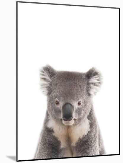 Koala Friend-Marco Simoni-Mounted Giclee Print