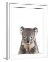 Koala Friend-Marco Simoni-Framed Giclee Print