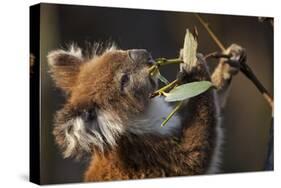 Koala in Eucalyptus Tree in Great Otway National Park-Paul Souders-Stretched Canvas