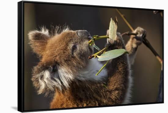 Koala in Eucalyptus Tree in Great Otway National Park-Paul Souders-Framed Stretched Canvas