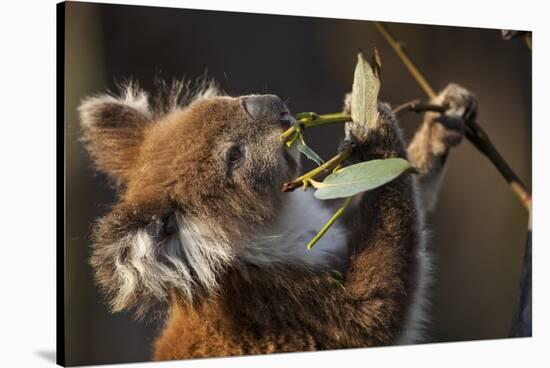 Koala in Eucalyptus Tree in Great Otway National Park-Paul Souders-Stretched Canvas