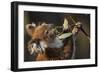 Koala in Eucalyptus Tree in Great Otway National Park-Paul Souders-Framed Photographic Print