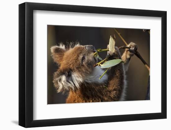 Koala in Eucalyptus Tree in Great Otway National Park-Paul Souders-Framed Photographic Print