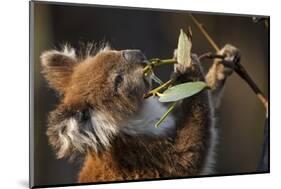 Koala in Eucalyptus Tree in Great Otway National Park-Paul Souders-Mounted Photographic Print