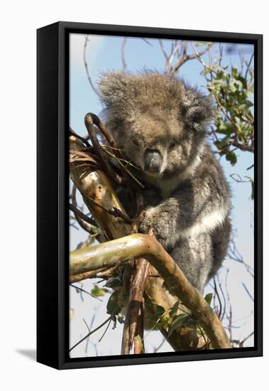Koala in the Wild, in a Gum Tree at Cape Otway, Great Ocean Road, Victoria, Australia, Pacific-Tony Waltham-Framed Stretched Canvas