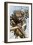 Koala in the Wild, in a Gum Tree at Cape Otway, Great Ocean Road, Victoria, Australia, Pacific-Tony Waltham-Framed Photographic Print