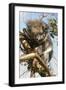 Koala in the Wild, in a Gum Tree at Cape Otway, Great Ocean Road, Victoria, Australia, Pacific-Tony Waltham-Framed Photographic Print