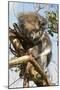 Koala in the Wild, in a Gum Tree at Cape Otway, Great Ocean Road, Victoria, Australia, Pacific-Tony Waltham-Mounted Photographic Print