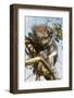 Koala in the Wild, in a Gum Tree at Cape Otway, Great Ocean Road, Victoria, Australia, Pacific-Tony Waltham-Framed Photographic Print