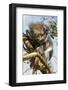 Koala in the Wild, in a Gum Tree at Cape Otway, Great Ocean Road, Victoria, Australia, Pacific-Tony Waltham-Framed Photographic Print