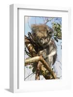 Koala in the Wild, in a Gum Tree at Cape Otway, Great Ocean Road, Victoria, Australia, Pacific-Tony Waltham-Framed Photographic Print