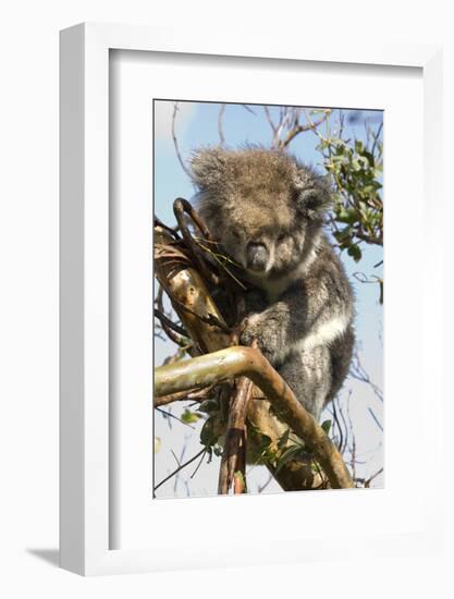 Koala in the Wild, in a Gum Tree at Cape Otway, Great Ocean Road, Victoria, Australia, Pacific-Tony Waltham-Framed Photographic Print