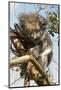 Koala in the Wild, in a Gum Tree at Cape Otway, Great Ocean Road, Victoria, Australia, Pacific-Tony Waltham-Mounted Photographic Print