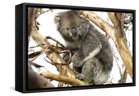 Koala in the Wild, in a Gum Tree at Cape Otway, Great Ocean Road, Victoria, Australia-Tony Waltham-Framed Stretched Canvas