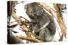 Koala in the Wild, in a Gum Tree at Cape Otway, Great Ocean Road, Victoria, Australia-Tony Waltham-Stretched Canvas