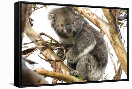 Koala in the Wild, in a Gum Tree at Cape Otway, Great Ocean Road, Victoria, Australia-Tony Waltham-Framed Stretched Canvas