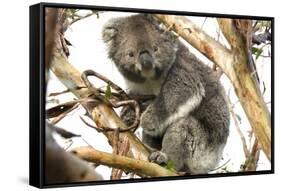 Koala in the Wild, in a Gum Tree at Cape Otway, Great Ocean Road, Victoria, Australia-Tony Waltham-Framed Stretched Canvas