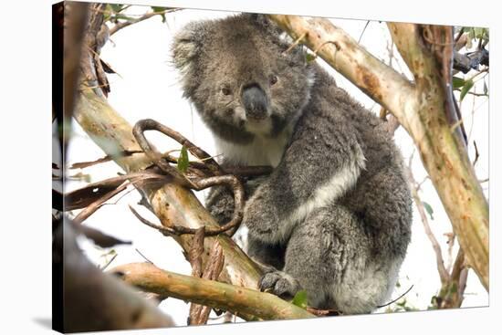 Koala in the Wild, in a Gum Tree at Cape Otway, Great Ocean Road, Victoria, Australia-Tony Waltham-Stretched Canvas