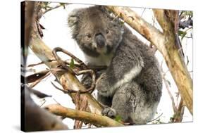 Koala in the Wild, in a Gum Tree at Cape Otway, Great Ocean Road, Victoria, Australia-Tony Waltham-Stretched Canvas