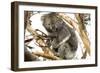 Koala in the Wild, in a Gum Tree at Cape Otway, Great Ocean Road, Victoria, Australia-Tony Waltham-Framed Photographic Print