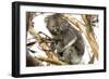 Koala in the Wild, in a Gum Tree at Cape Otway, Great Ocean Road, Victoria, Australia-Tony Waltham-Framed Photographic Print