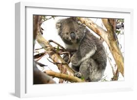 Koala in the Wild, in a Gum Tree at Cape Otway, Great Ocean Road, Victoria, Australia-Tony Waltham-Framed Photographic Print